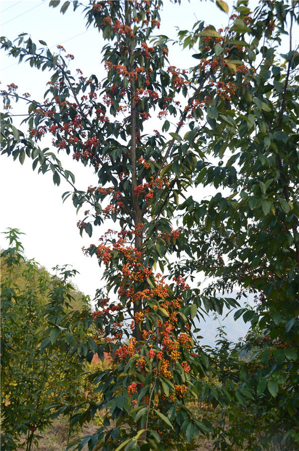 �㽭ʡ�e�k�Ř���ľ�YԴ�ղ�ͱ��o��Ӗ��