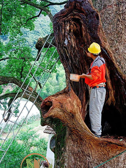 �Ř�(sh��)��ľ�ճ��B(y��ng)�o(h��)